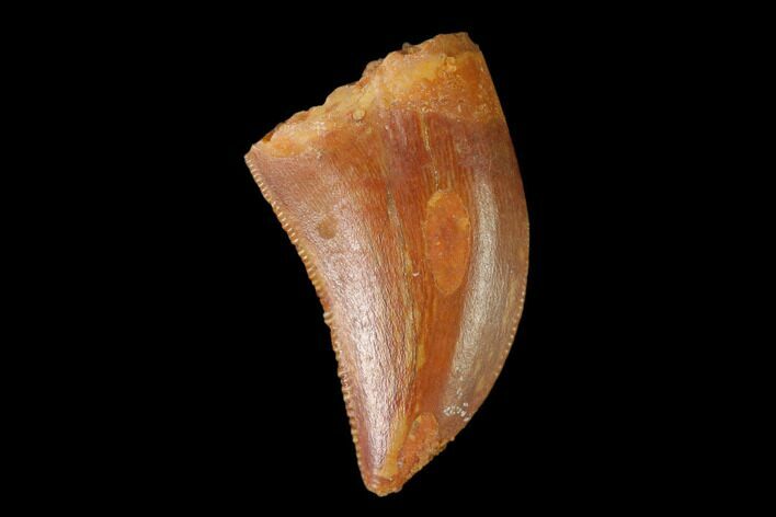 Serrated, Juvenile Carcharodontosaurus Tooth - Morocco #134976